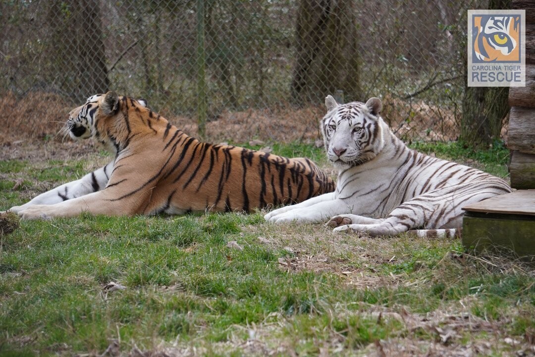 Eight Big Cats from Honduras Begin New Lives in US Sanctuaries